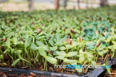 Organic Green Young Sunflower Sprouts Stock Photo