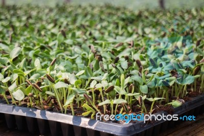 Organic Green Young Sunflower Sprouts Stock Photo