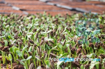 Organic Green Young Sunflower Sprouts Stock Photo