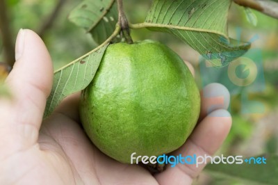 Organic Guava Fruit On Tree In Close Up Stock Photo