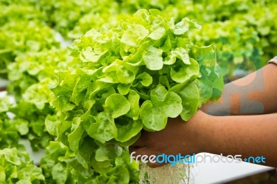 Organic Hydroponic Stock Photo