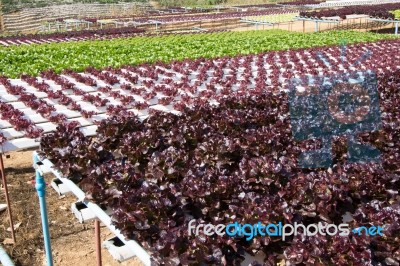 Organic Hydroponic Vegetable Stock Photo