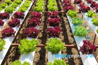 Organic Hydroponic Vegetable Stock Photo