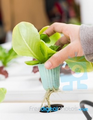 Organic Hydroponic Vegetable On Hand Stock Photo