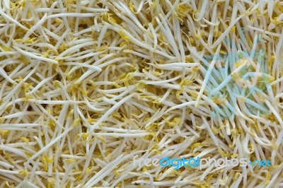 Organic Mung Bean Sprouts Stock Photo