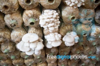 Organic Mushroom Farm Stock Photo