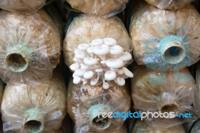 Organic Mushroom Farm Stock Photo