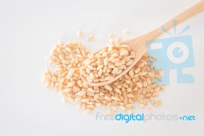 Organic Pet Wheat Grass Seeds Stock Photo