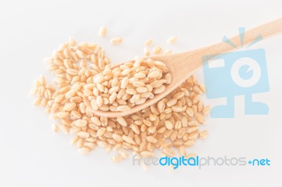 Organic Pet Wheat Grass Seeds Stock Photo