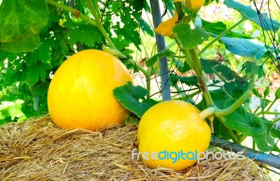 Organic Pumpkin In Field Stock Photo