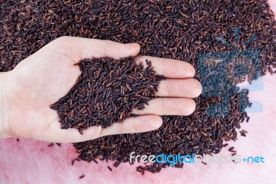 Organic Rice On Women Hand Stock Photo