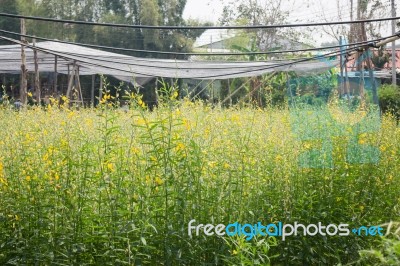 Organic Sun Hemp Flower In Farm Stock Photo