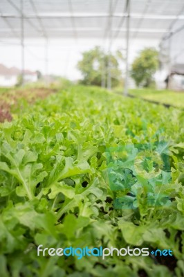 Organic Vegetable Growing In Farm Stock Photo