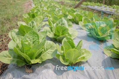 Organic Vegetable Growing In Farm Stock Photo