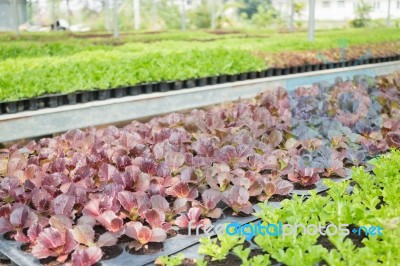 Organic Vegetable Growing In Farm Stock Photo