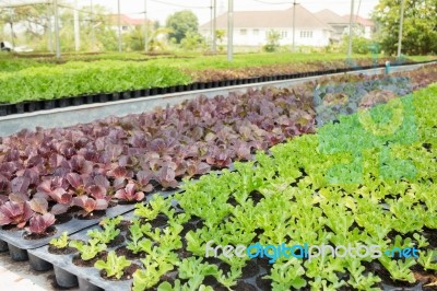 Organic Vegetable Growing In Farm Stock Photo