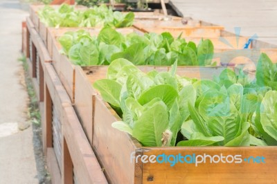 Organic Vegetable Growing In Wooden Box Stock Photo