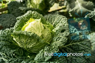 Organic Vegetables Garden Stock Photo