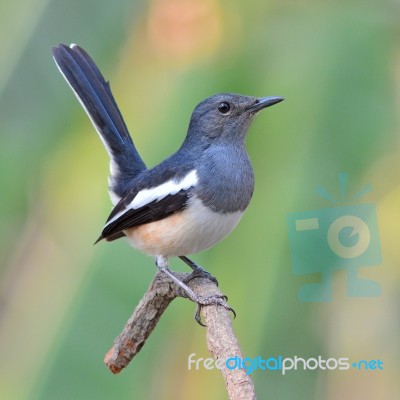 Oriental Magpie Robin Bird Stock Photo