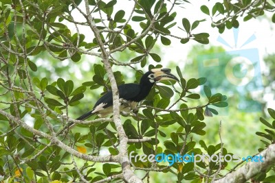 Oriental Pied Hornbill Stock Photo