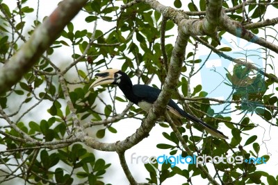 Oriental Pied Hornbill Stock Photo