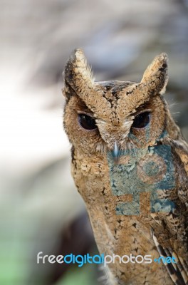 Oriental Scops Owl Stock Photo