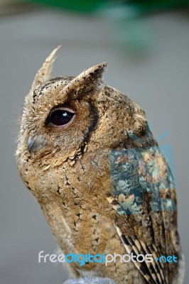 Oriental Scops Owl Stock Photo