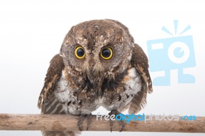 Oriental Scops Owl Isolate On White Background Stock Photo