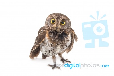 Oriental Scops Owl Isolate On White Background Stock Photo