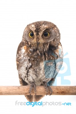 Oriental Scops Owl Isolate On White Background Stock Photo