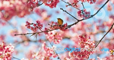 Oriental White-eye Stock Photo