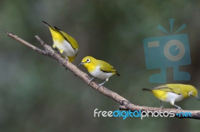 Oriental White-eye Stock Photo