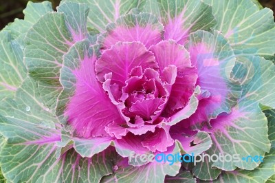 Ornamental Cabbage Stock Photo