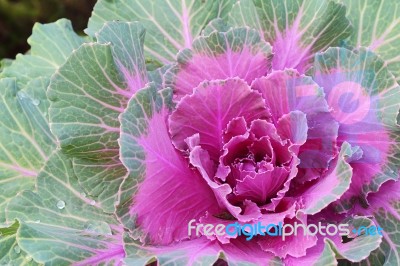 Ornamental Cabbage Stock Photo