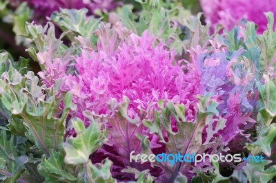 Ornamental Cabbage Stock Photo