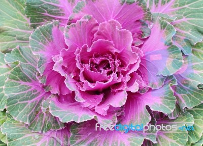 Ornamental Cabbage Stock Photo