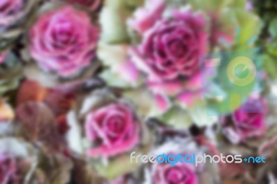 Ornamental Cabbage Display In Food Festival Stock Photo