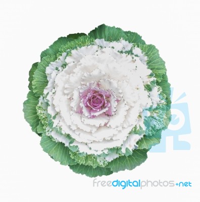 Ornamental Cabbage Flower Isolated On White Stock Photo