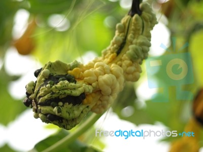 Ornamental Gourd Stock Photo