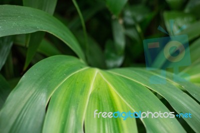 Ornamental Leaves In Greenhouse Stock Photo