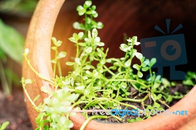 Ornamental Plant Grown On Pot Stock Photo