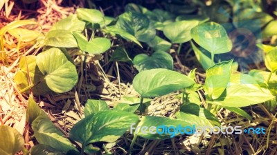 Ornamental Plants Pothos Stock Photo