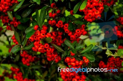 Ornamental Shrub Of Red Berries In Autumn With Raindrops Stock Photo