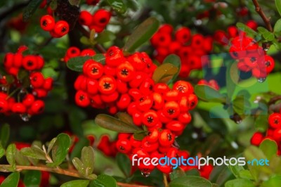 Ornamental Shrub Of Red Berries In Autumn With Raindrops Stock Photo