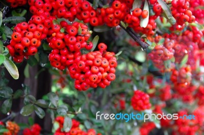 Ornamental Shrub Of Red Berries In Autumn With Raindrops Stock Photo