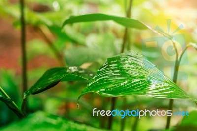 Ornamental With Rainy Season Nature Stock Photo