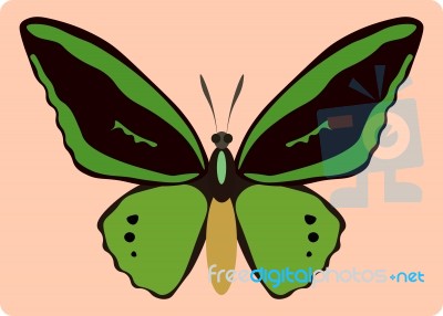 Ornithoptera Paradisea Stock Image