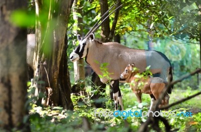 Oryx With Baby Stock Photo