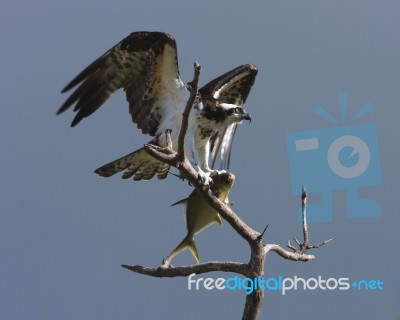 Osprey Stock Photo