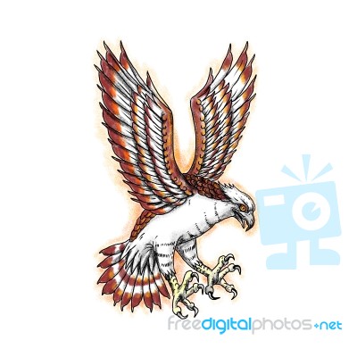 Osprey Sea Hawk Swooping Tattoo Stock Image